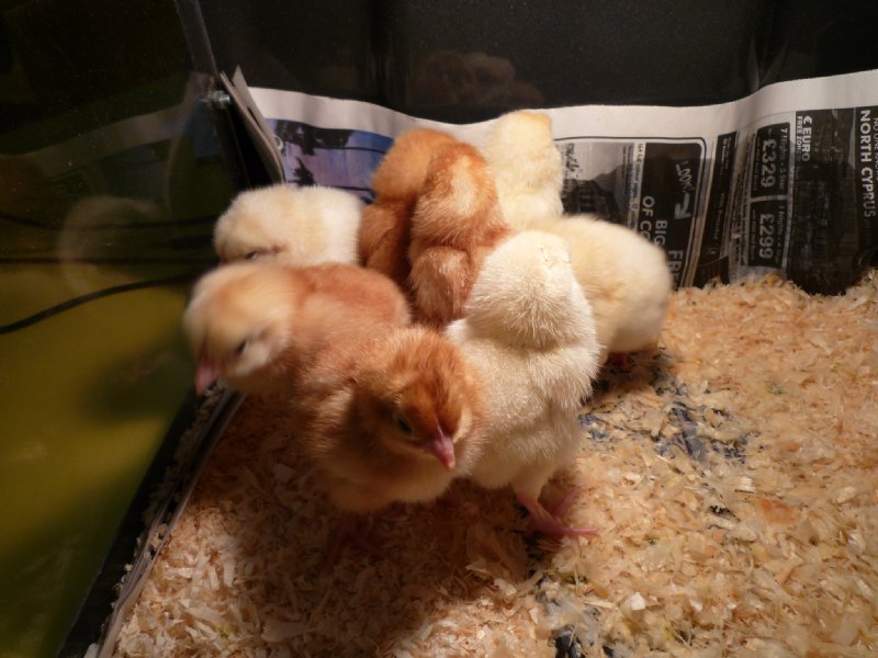 Chicks in brooder box